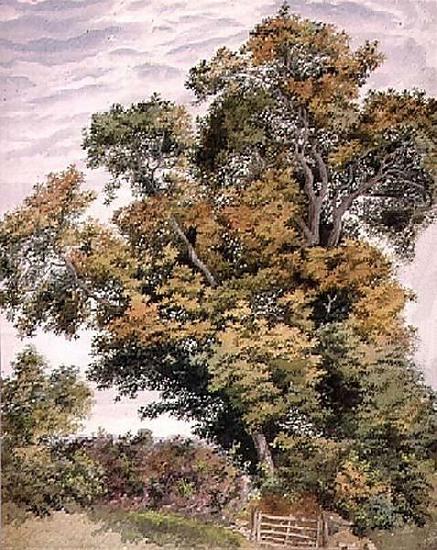 Thomas frederick collier Study of an Oak Tree oil painting picture
